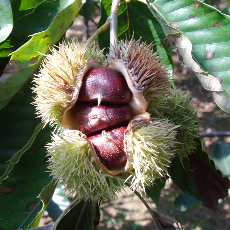 湖南果树苗 优质果苗石丰板栗苗 果大含糖高 脆甜可口 当年结果