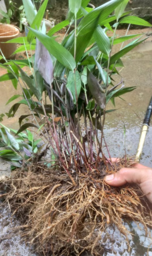 麦冬新鲜竹叶苗包骨子山鸡金鸡淡竹山麦中草药观叶