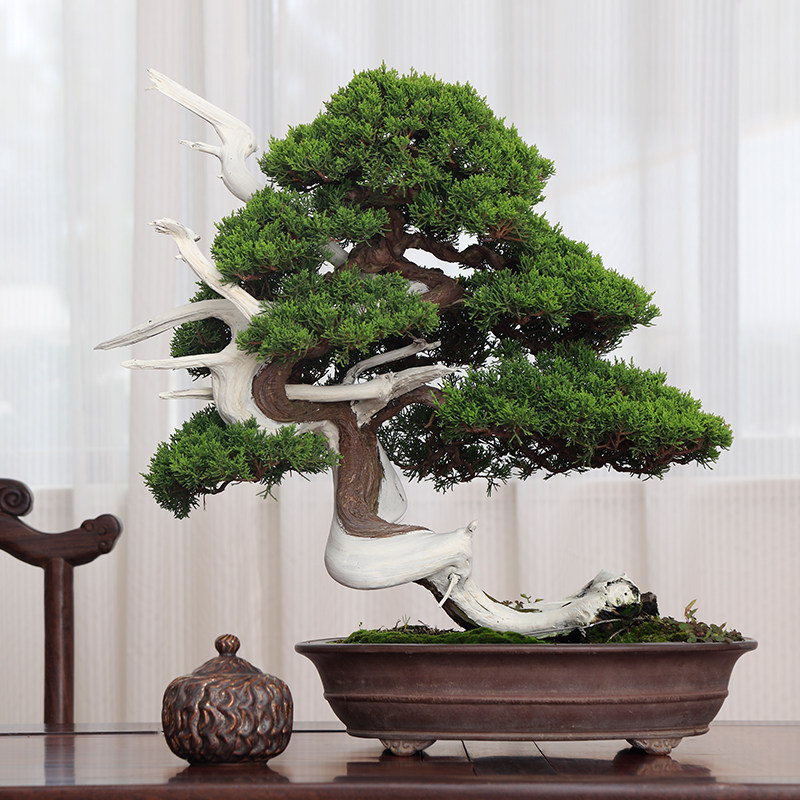 日本本系鱼川真柏盆景树桩盆栽室内绿植中小型绿植