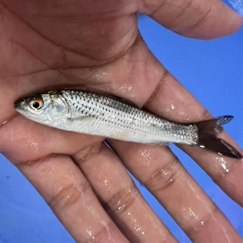 鱼苗鳟鱼活体赤眼参鱼红眼草鱼路亚鱼类小鱼鱼