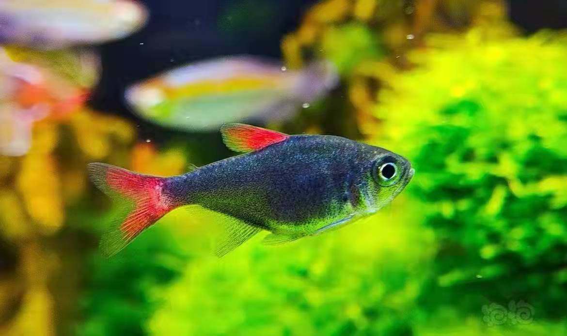 黄金二线电光dy灰太狼白金红月可卡红火蚁灯鱼彩虹魔鬼观赏鱼活体-mc