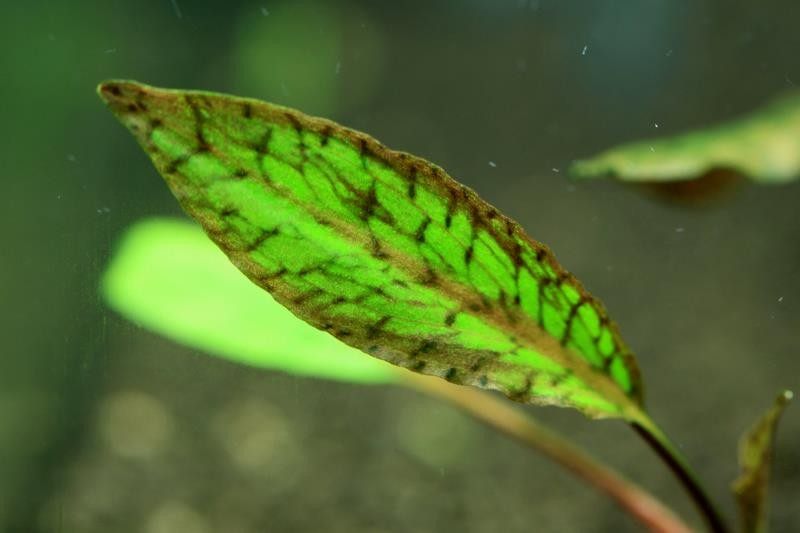 椒草水草马汉西斯稀有品种造景中景水草