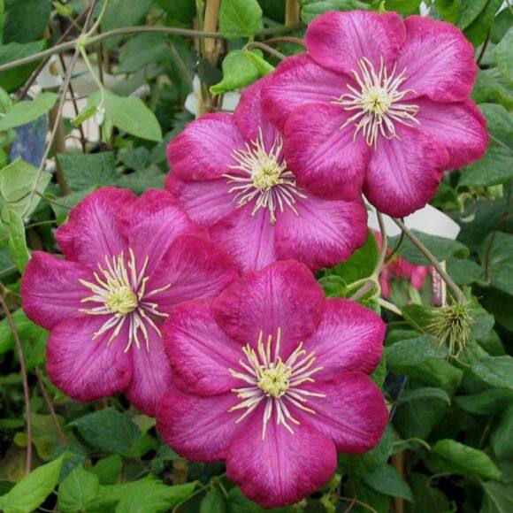 铁线莲马祖多蓝里昂前卫如梦晨曲爬藤植物多年生绿植