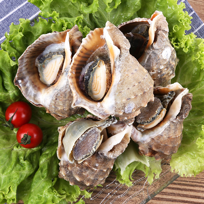 海螺大海青岛贝类鲜花鲜活新鲜花小海螺响螺水产海螺