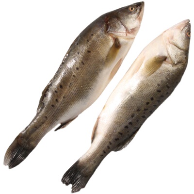 3条青岛鲈鱼海大冷冻海鲜水产海鱼整条顺丰其它