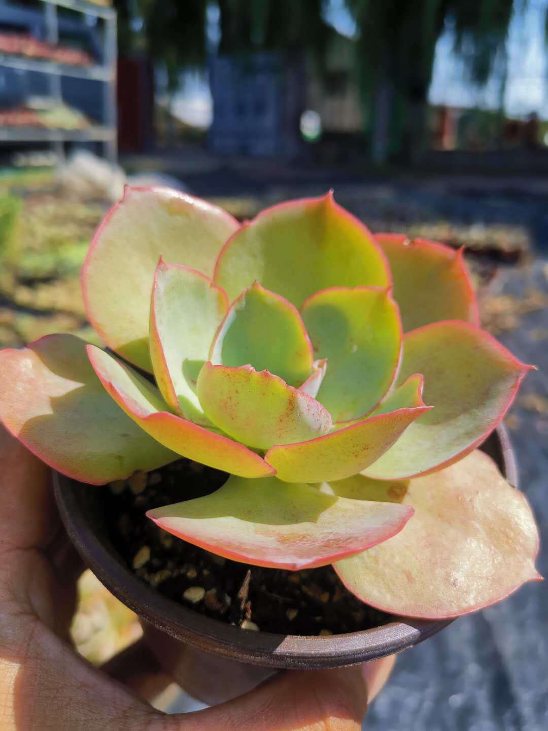 达芬奇密码薄叶新手萌肉多肉植物七月美观绿植多肉植物