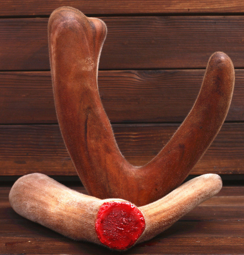 2018年东北长白山梅花鹿头茬鲜鹿茸整枝泡酒可切片150克包邮顺丰