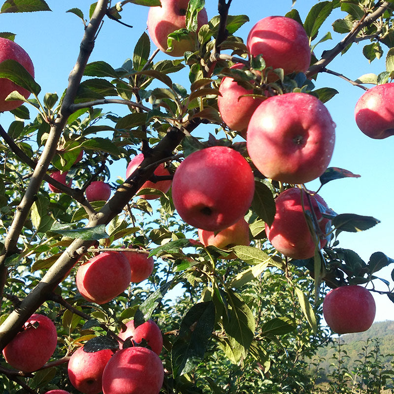 苹果水果鸡冠果酸平果萍果新鲜低糖应季果冻苹果