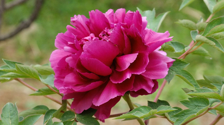 现代装饰画牡丹花图片照片各种精彩美图牡丹丹微现代装饰画