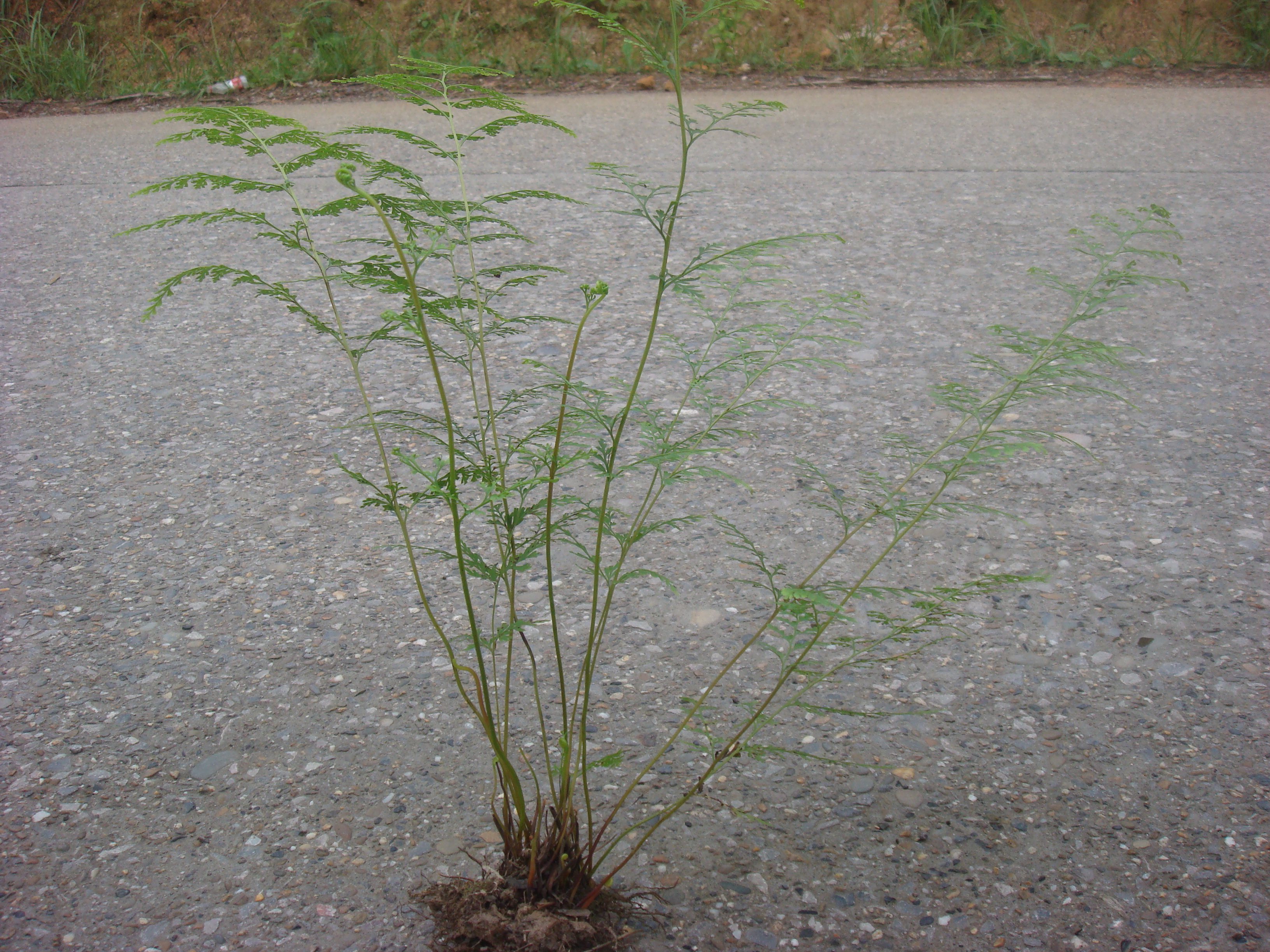 乌蕨观净化空气绿植盆栽蕨类植物室内假山绿化庭院绿植