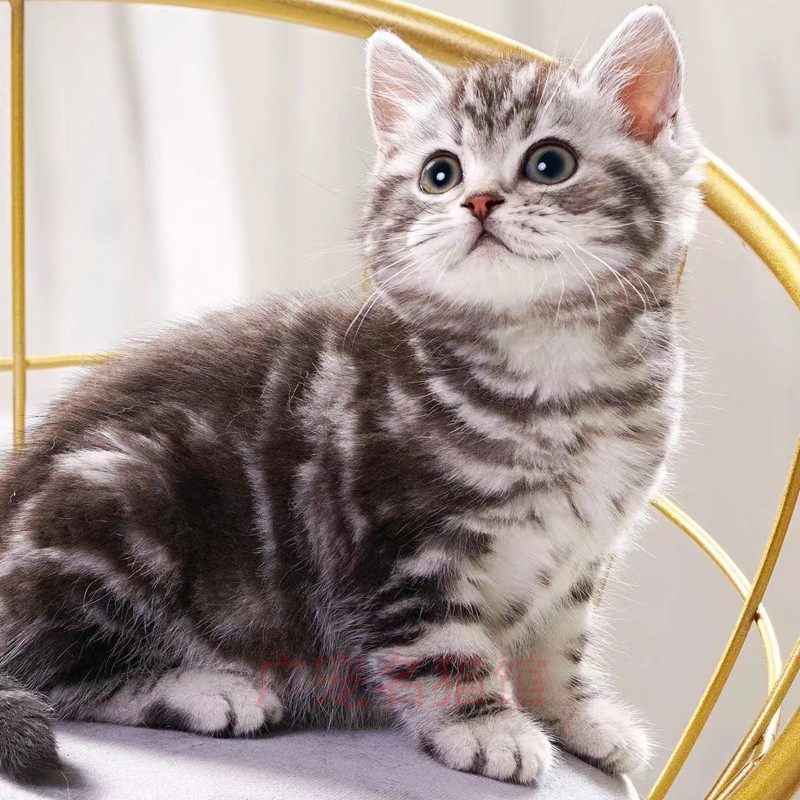 美短美国宠物纹活鱼骨白鱼骨司加幼猫起活体猫咪猫咪