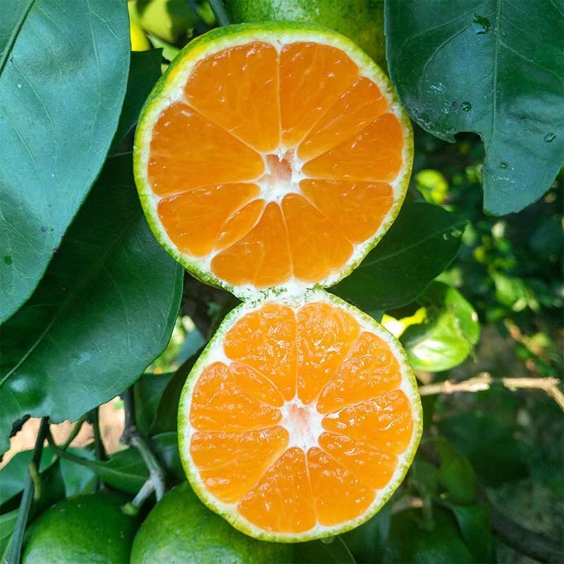 云南橘子涌泉蜜橘10斤新鲜青皮桔子丑橘应季桔子