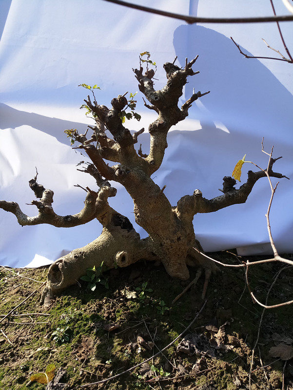 桑树盆景绿植树苗桑椹造型老桩植物室内盆栽绿植