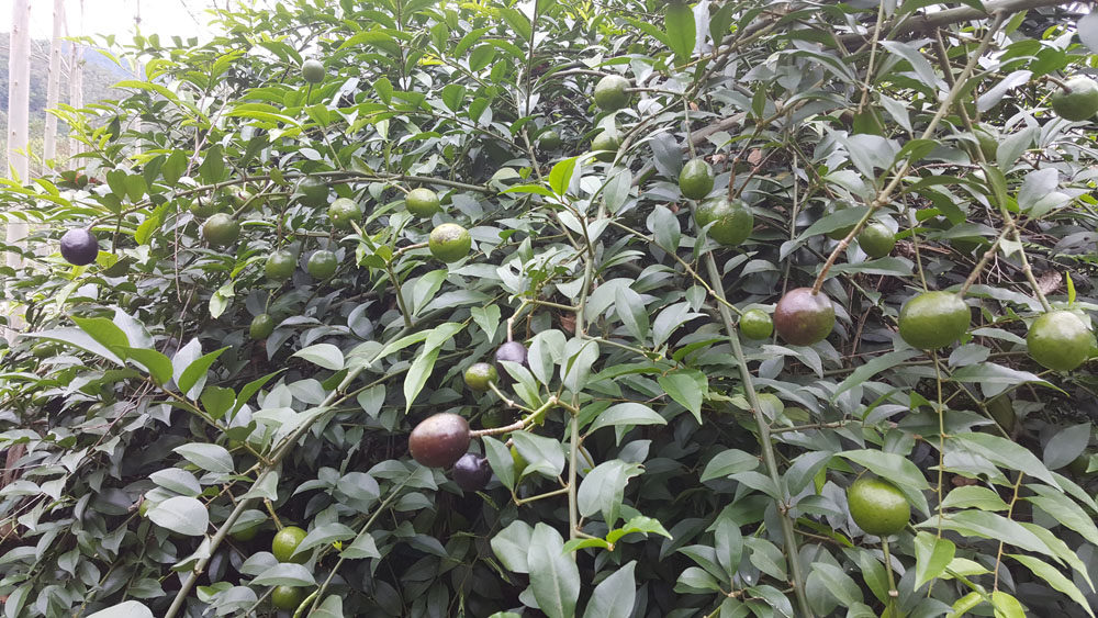 2019年野生药材屈头鸡 水三七,土三七,水鸡头 新鲜现采 500g