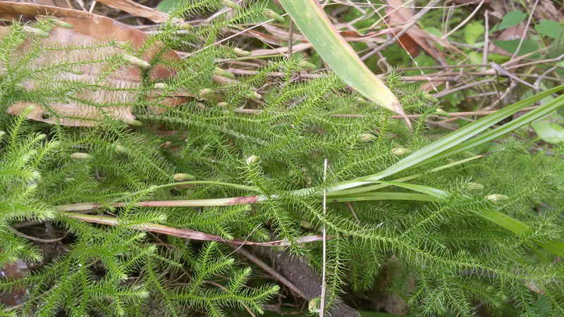 新鲜中药材野生伸筋草石松龙须草新鲜正宗野生现采现发500g