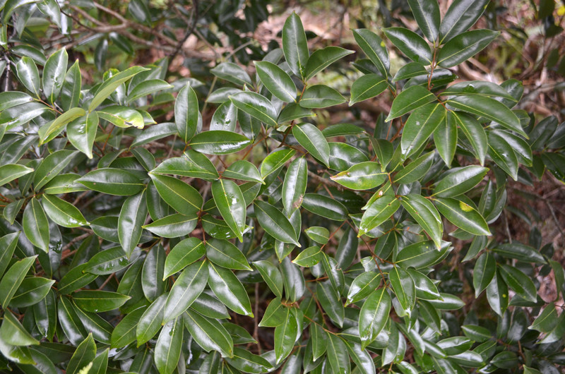 新鲜中药材野生荔枝叶 新鲜采摘 500g 需要新鲜荔枝根,联系本店