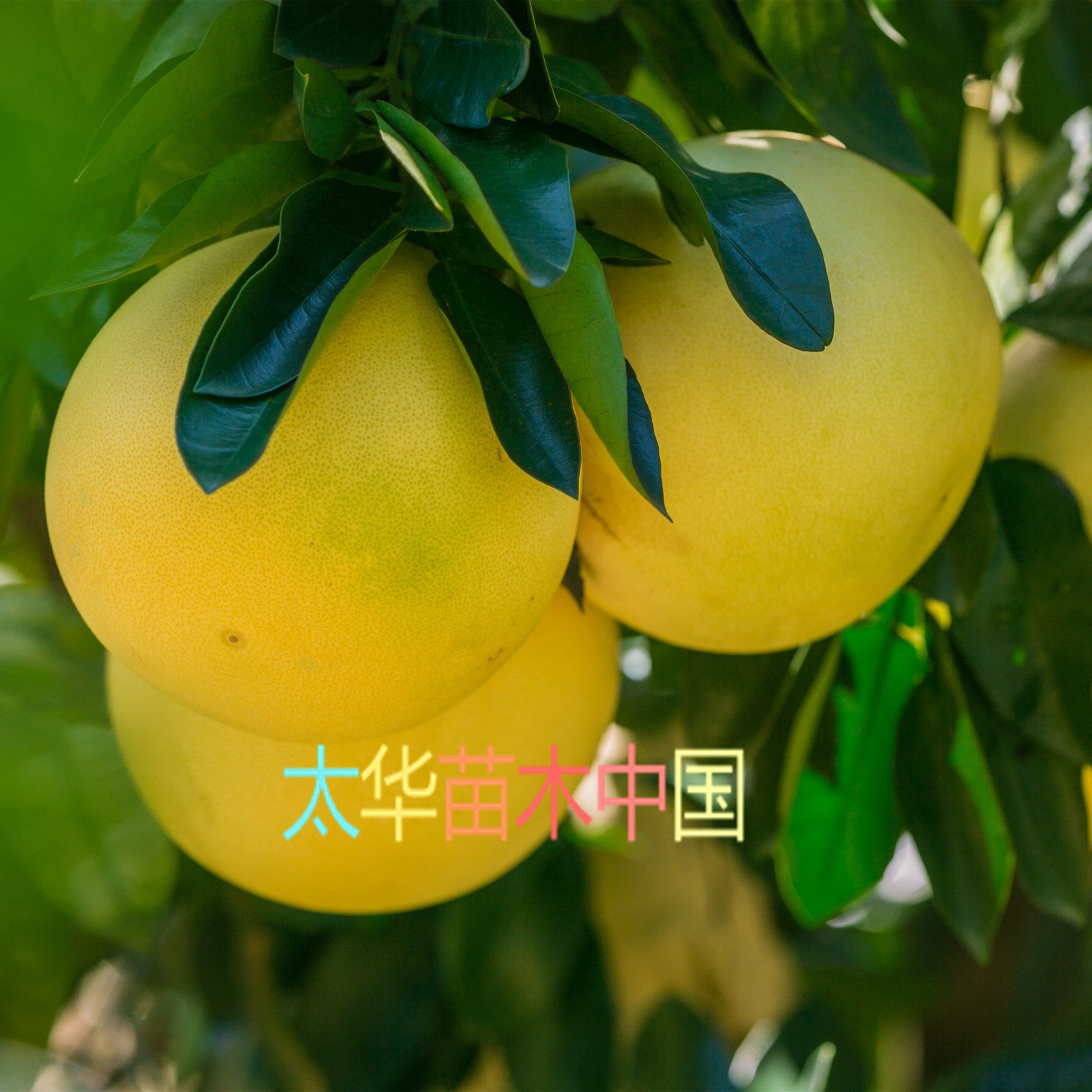 湖南果树果苗三红蜜柚树苗红宝石容器苗黄金黄果树