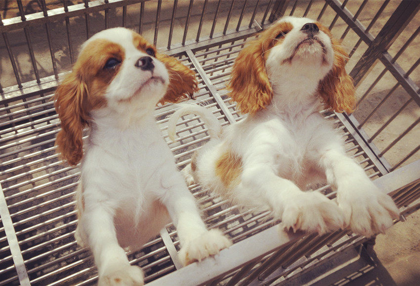 骑士查理王小猎犬查理士王犬幼犬狗宝宝小型犬公名贵稀有纯种保活