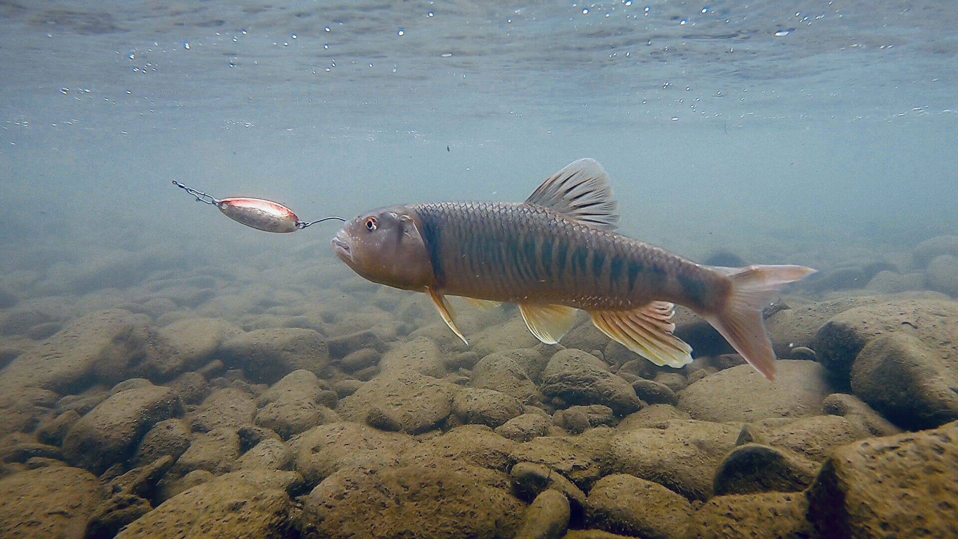捉妖功坊 妖姬溪流路亚马口军鱼亮片路亚饵拟饵微物