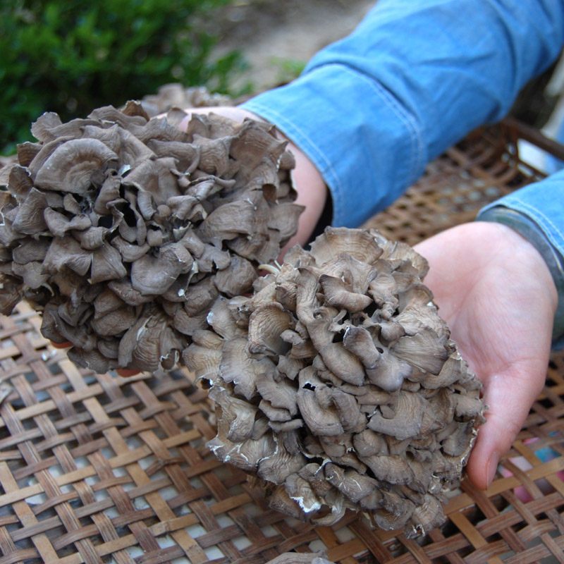 干货灰树舞茸农家自产庆元香菇土特产菌菇礼盒香菇类