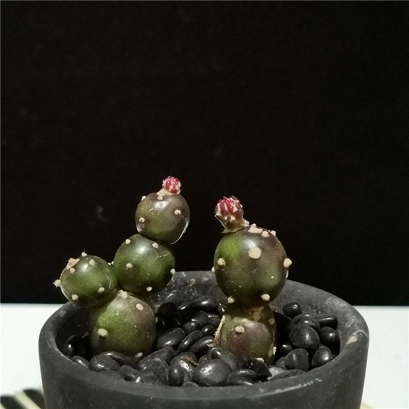 植物小土土人团扇仙人掌多肉无刺品种夏种型趣味多肉植物