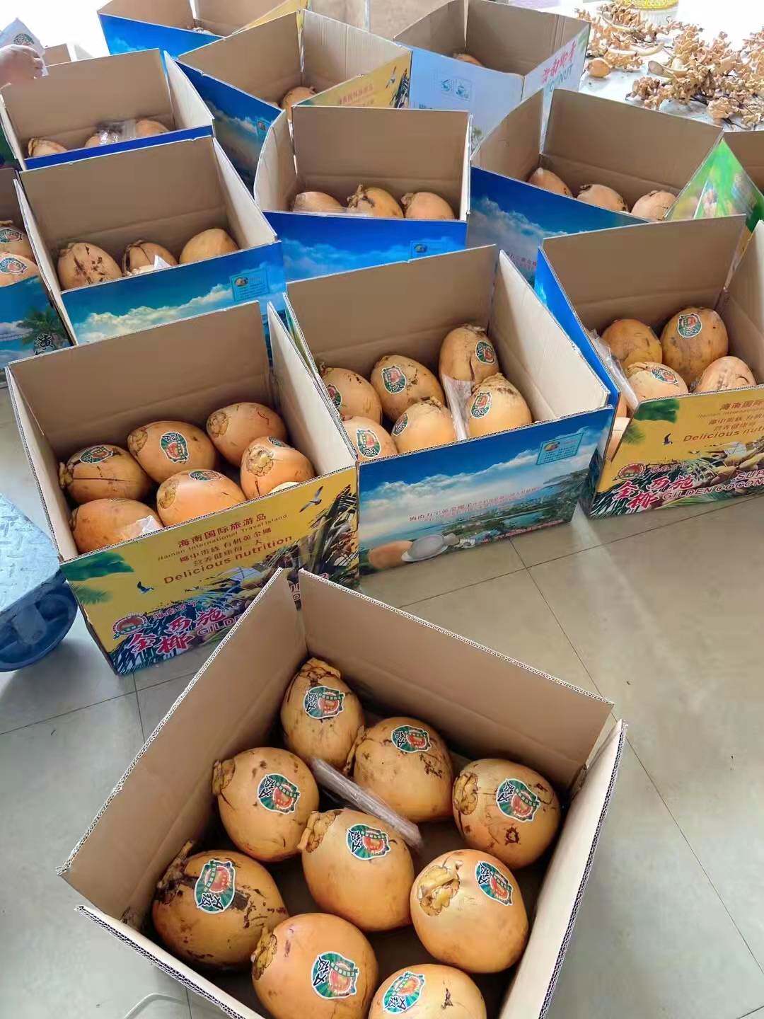 海南新鲜黄金椰子9个装带皮椰青红孕妇羊水椰青