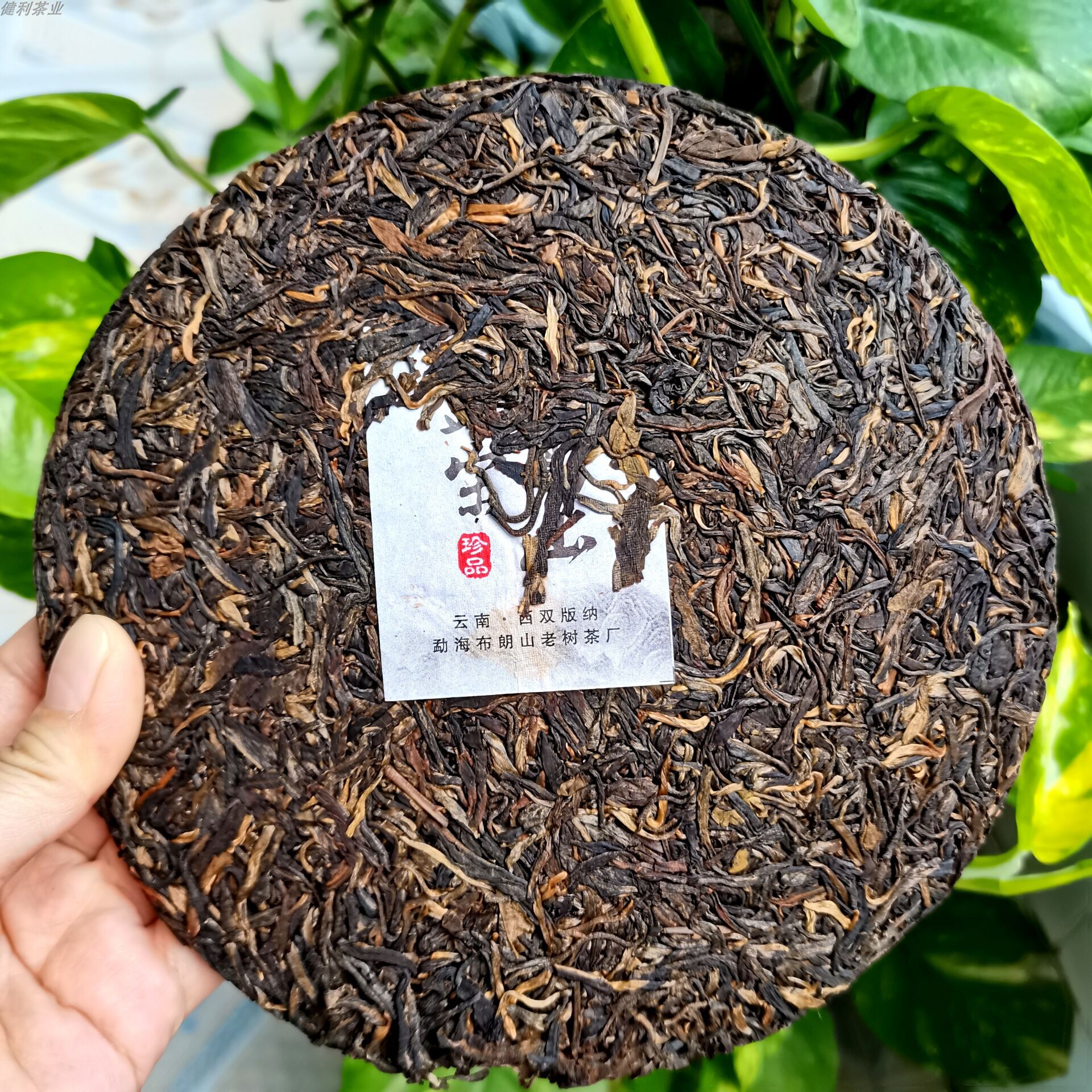 2014年勐宋高山普洱茶生茶布朗山朗山老树茶厂传统普洱