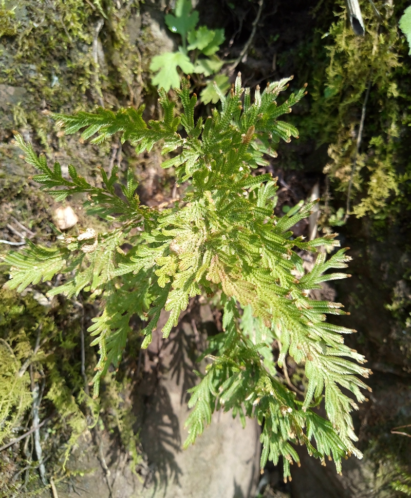 江南卷柏地柏枝石柏岩柏草野生小型蕨类盆景假山绿植