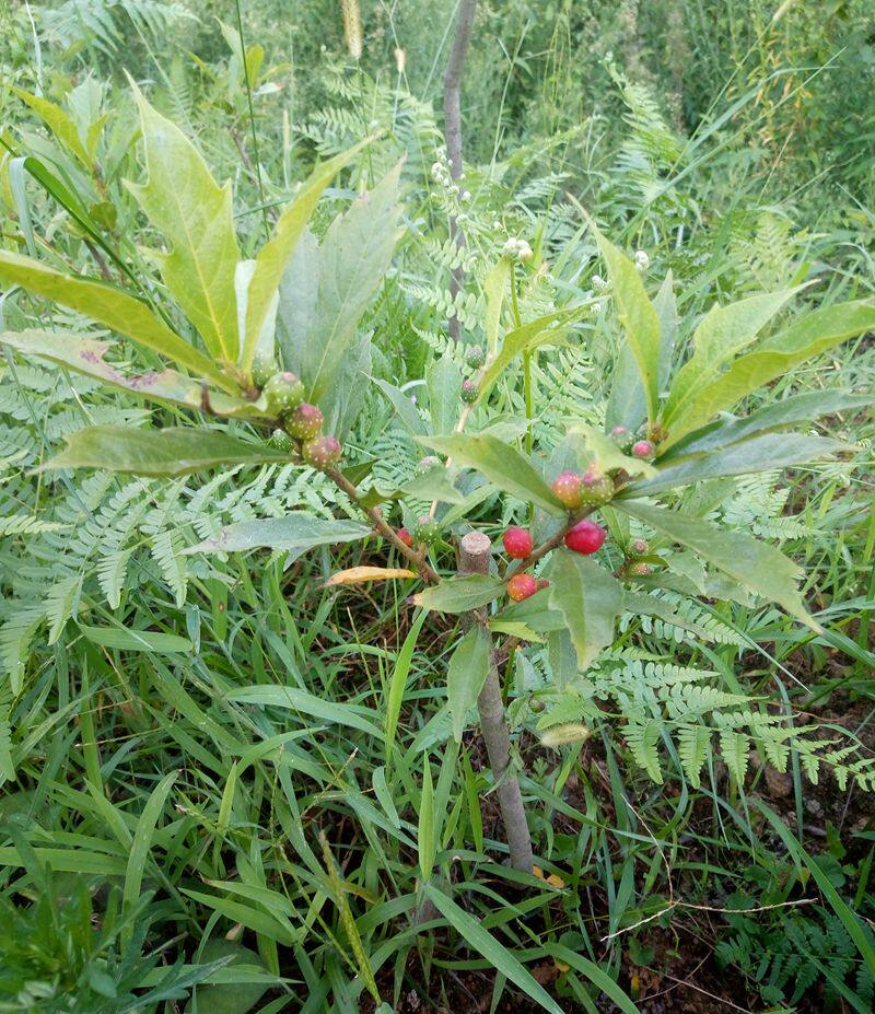 菱叶冠毛牛奶根裂叶榕奶浆果剪刀籽树地瓜特色绿植