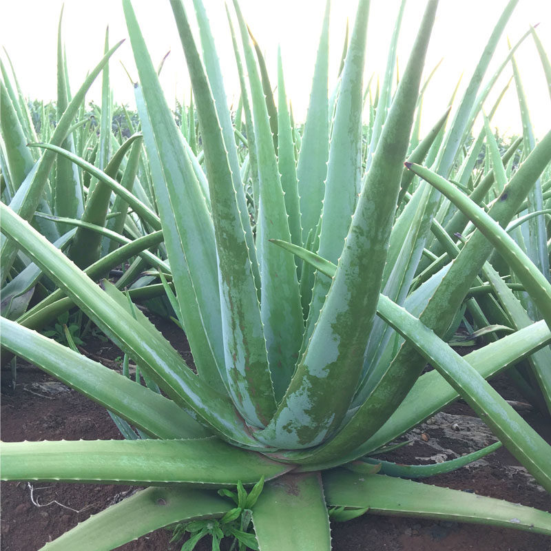 芦荟美国国库拉索盆栽食用大型绿植美容院专用绿植