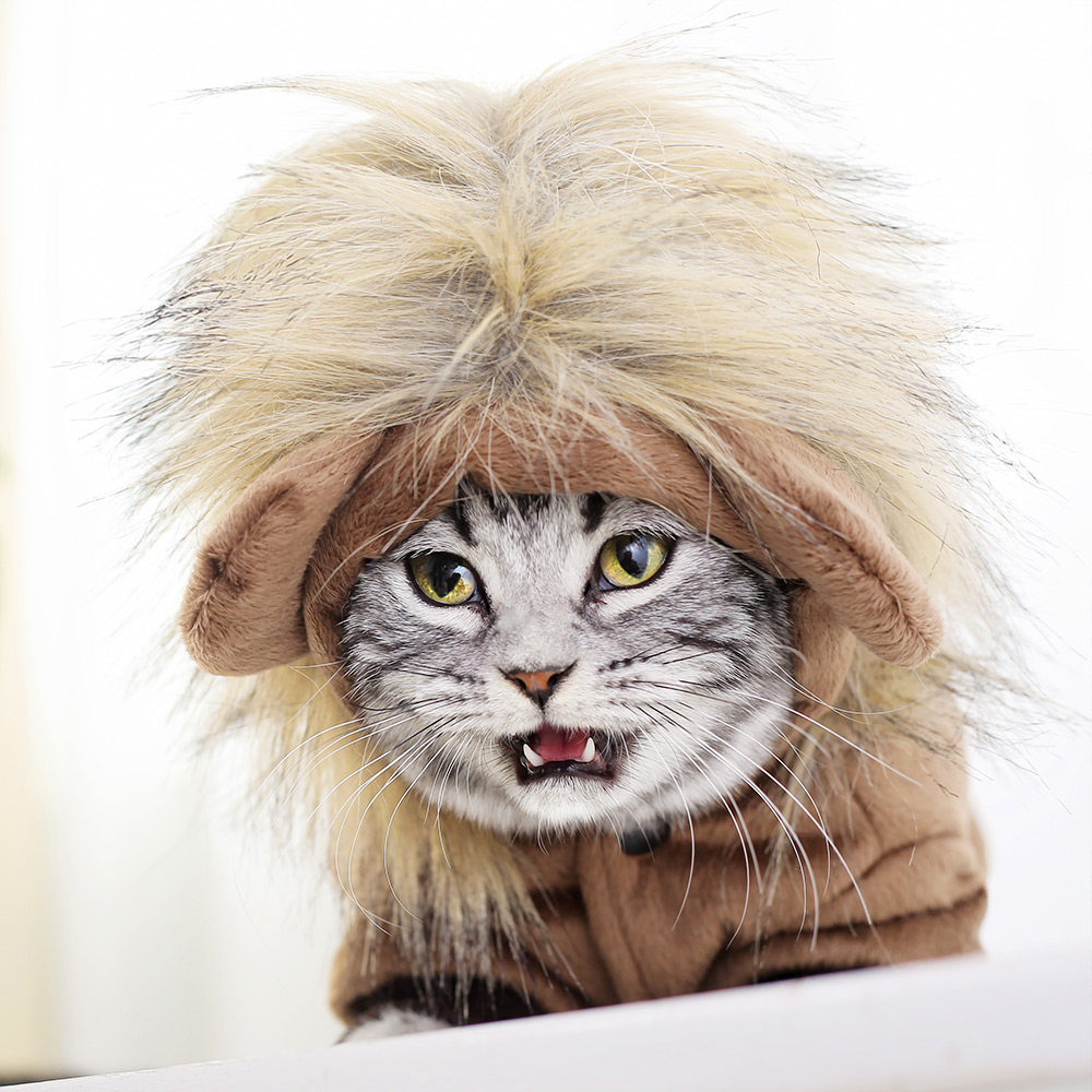 猫咪衣服搞笑斯芬克斯小猫幼猫加菲猫英短猫猫小奶猫宠物的秋冬装