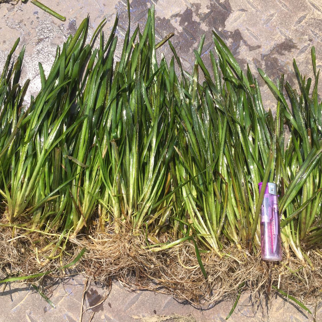 苦草四季常青矮生长叶种籽扁担小龙虾螃蟹养殖水草