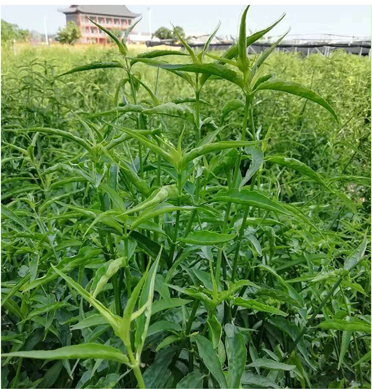忧遁草特级精品干叶日晒添加优顿草茶黎王草优盾绿植