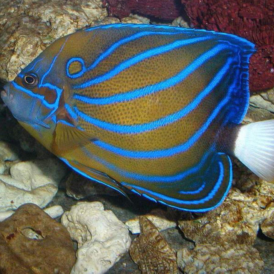 马代白尾蓝环海水观赏鱼黄金活体珊瑚小丑鱼神仙仙鱼鱼