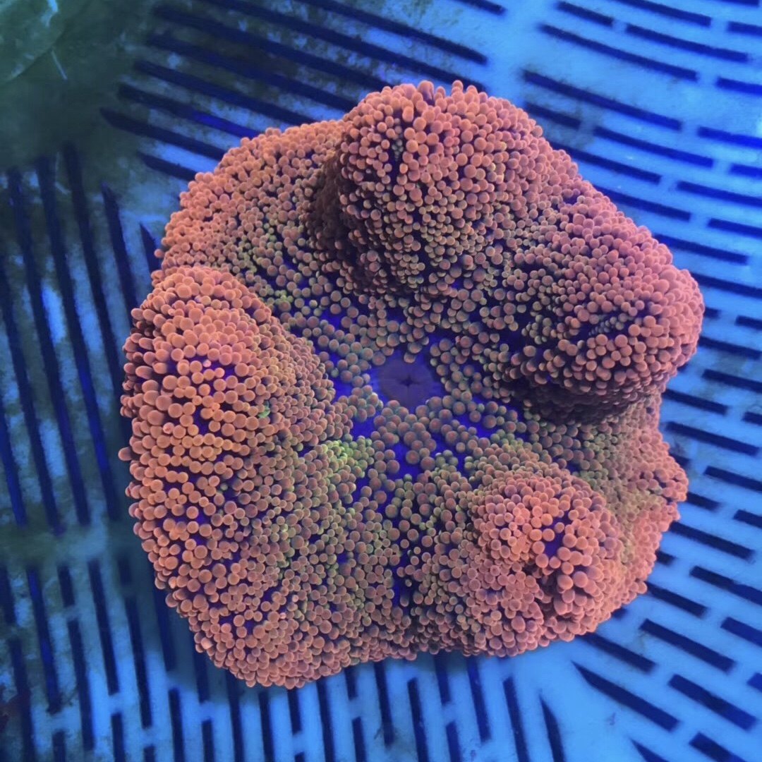 彩虹地毯海水小丑鱼活体珊瑚鱼