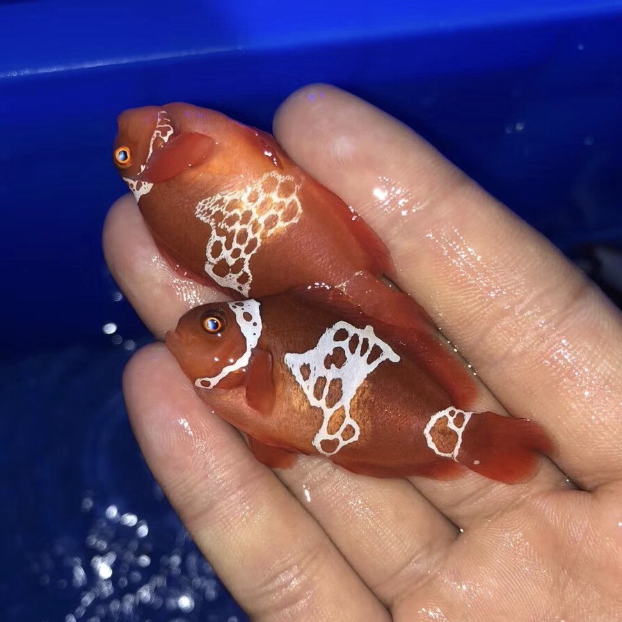 人工闪电透红海水小丑鱼活体珊瑚鱼