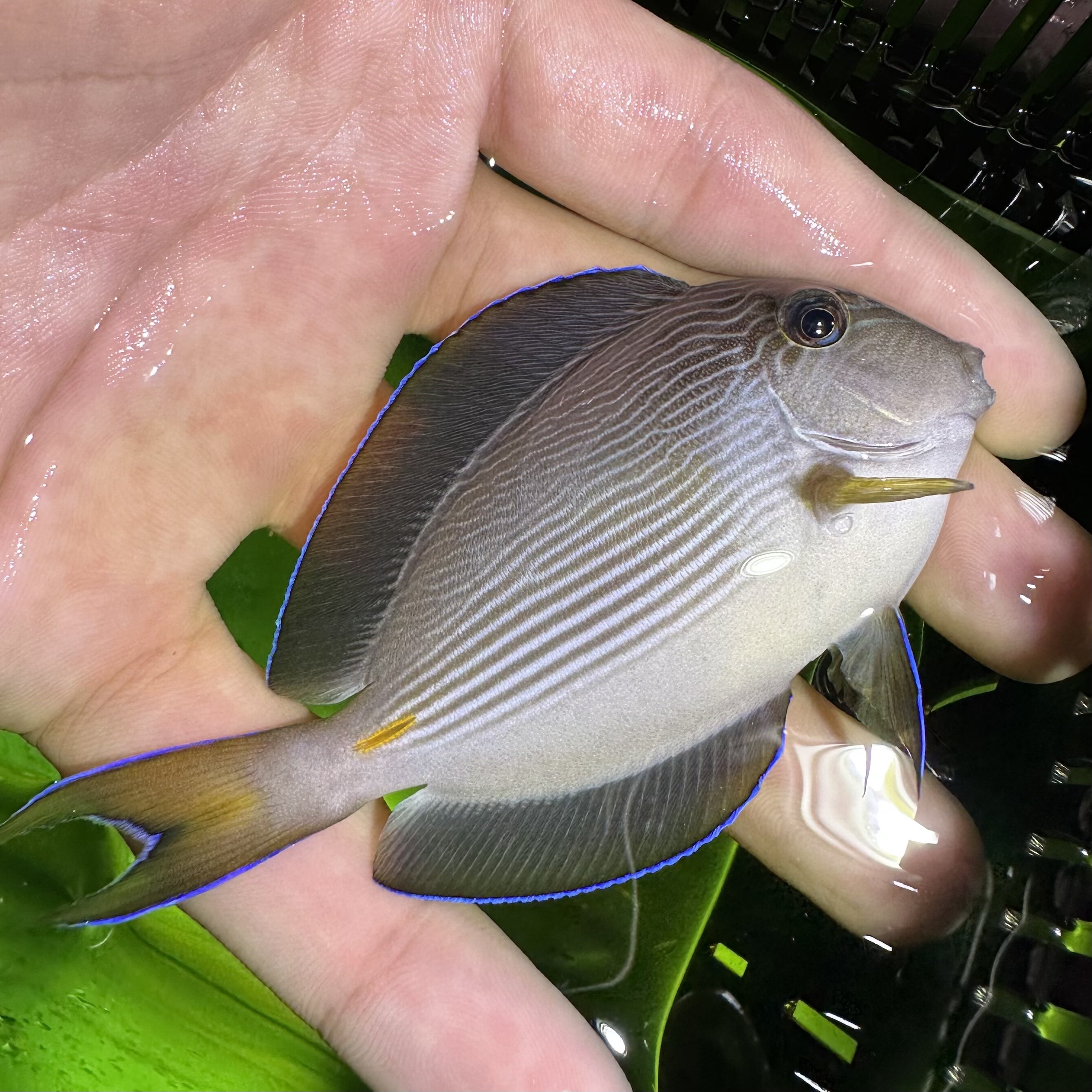 美国红海骑士海水观赏鱼活体珊瑚小丑鱼鱼