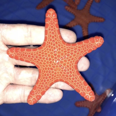 澳洲饼干海星 海水鱼小丑鱼活体珊瑚