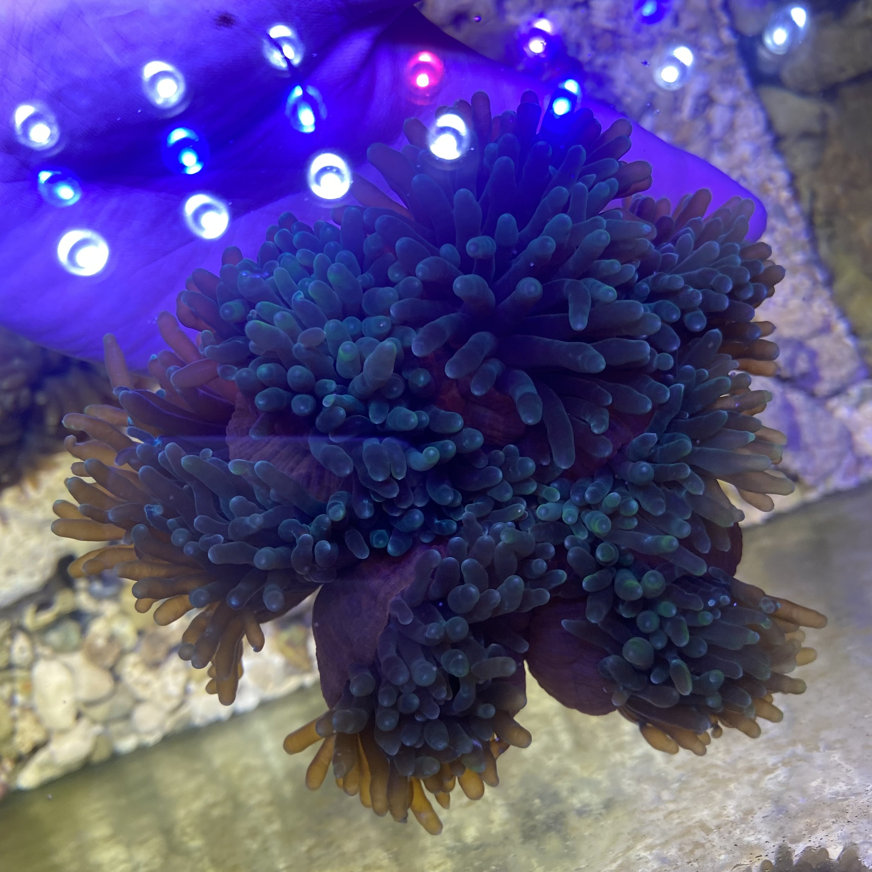 公主海葵海水观赏鱼小丑鱼活体珊瑚奶嘴地毯鱼