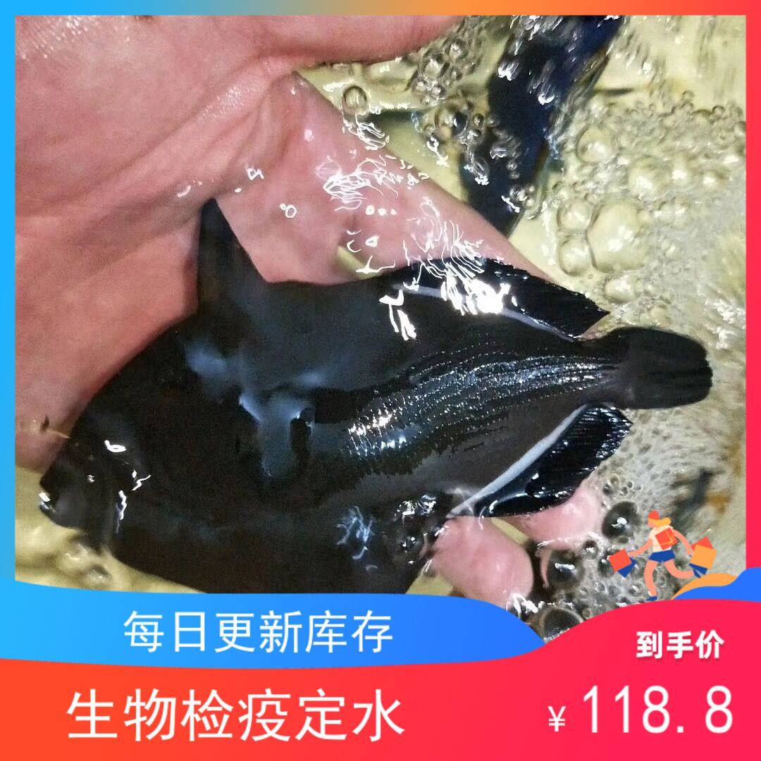黑炮炮弹海水观赏鱼小丑鱼活体珊瑚鱼