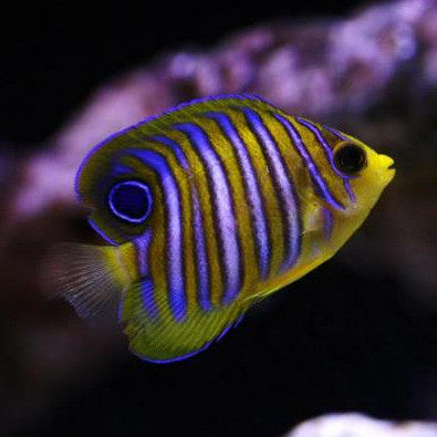 毛巾bb金毛巾海水观赏鱼黄金活体珊瑚小丑鱼鱼