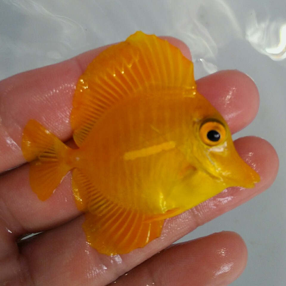 夏威夷黄金黄三角三角海水鱼蓝活体珊瑚小丑鱼鱼