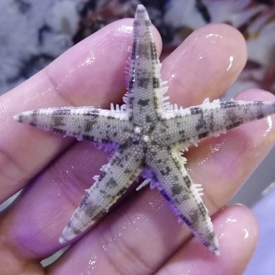 海星翻沙翻砂澳洲饼干红海星活体观赏鱼海水小丑鱼鱼