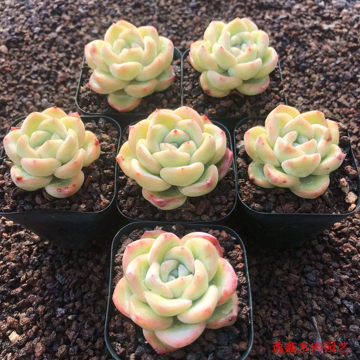 阿玛贝利新手果冻色叶厚肥一物一拍多肉植物多肉植物