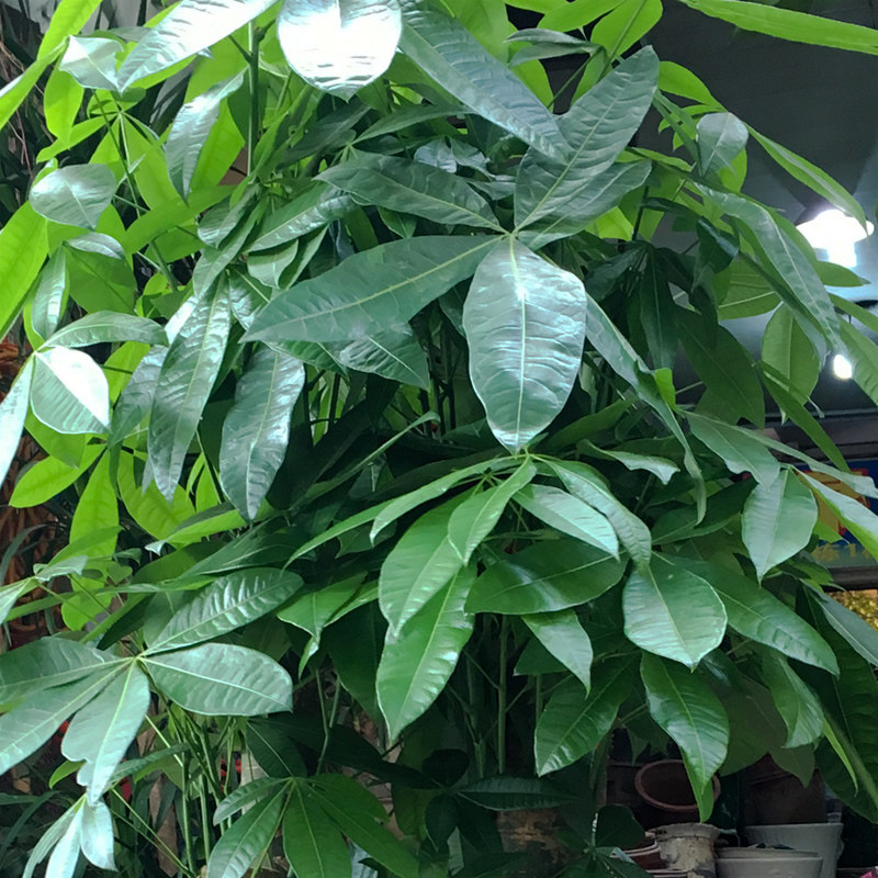 南宁五杆步步高发财树单位公司门口大盆盆栽办公室大型绿植