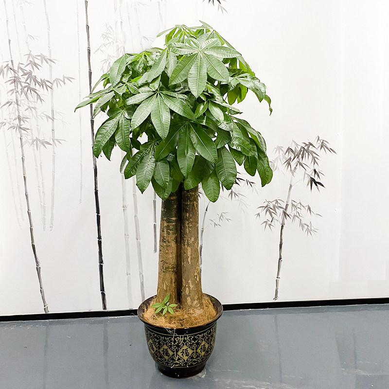 南宁三杆发财树室内盆栽开业盆景大型绿植甲醛大型绿植