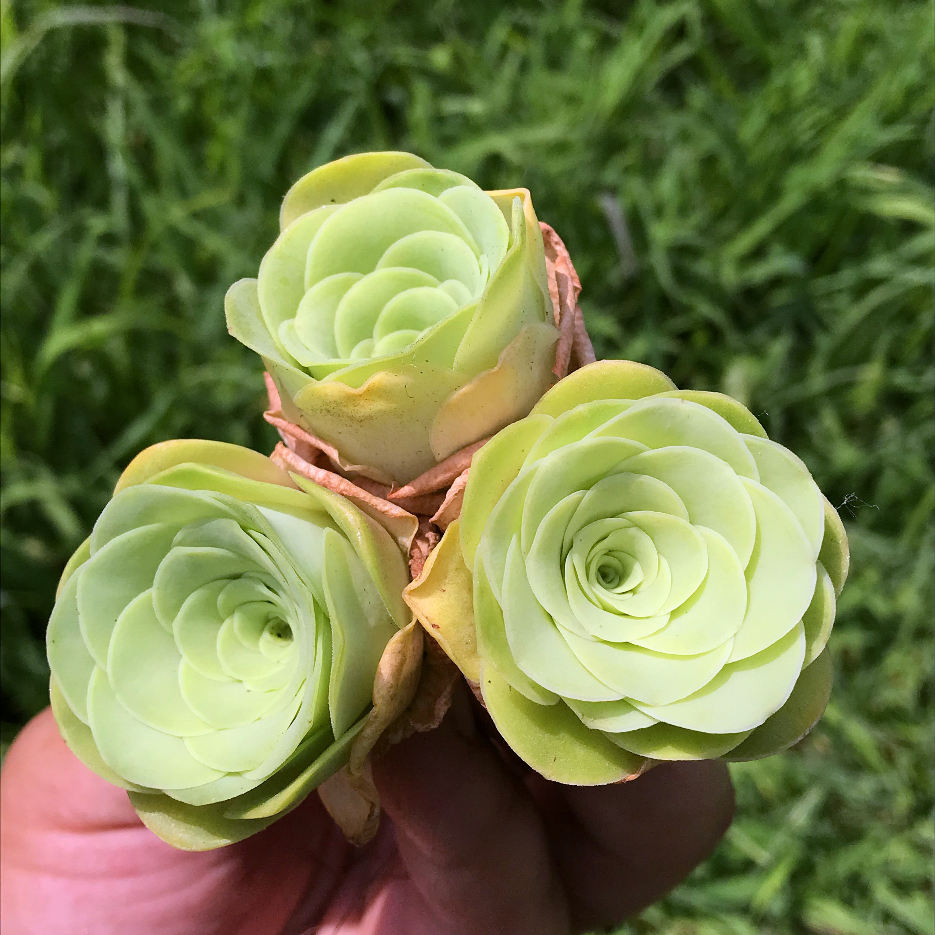 山地玫瑰植物多肉阿罗罗拉安吉拉黄玫瑰实生特价多肉植物