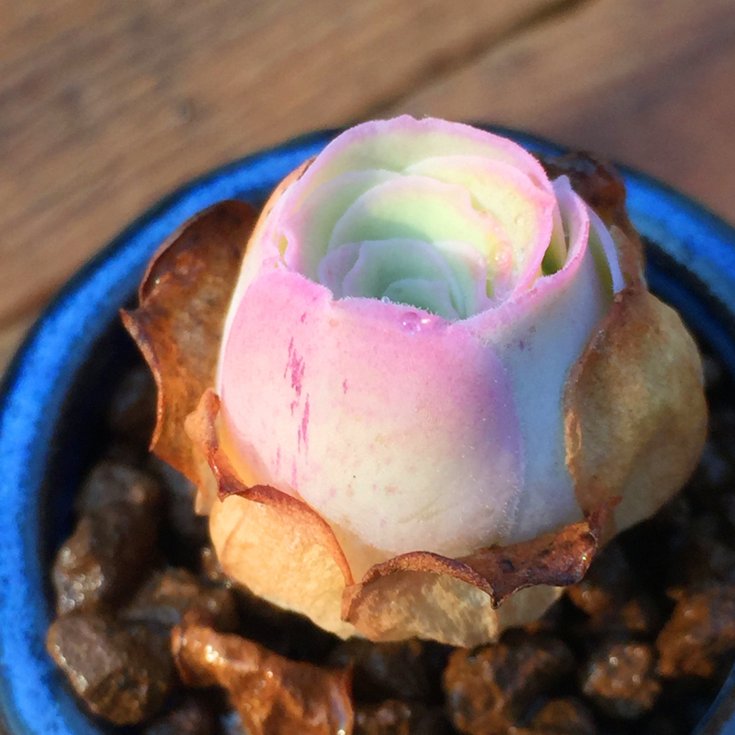 山地玫瑰帕尔多肉植物大型稀有物种西班牙马岛多肉植物