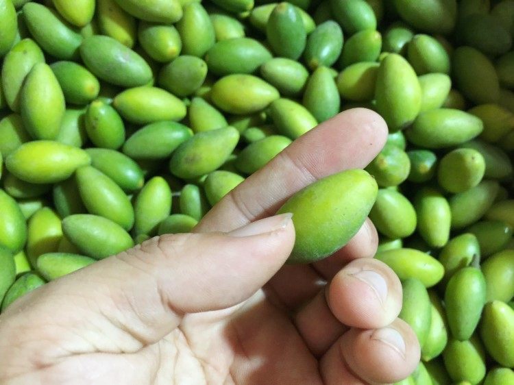 潮汕外公新鲜青橄榄青果500g甜种橄榄酥脆无渣适合生吃酥甘橄榄