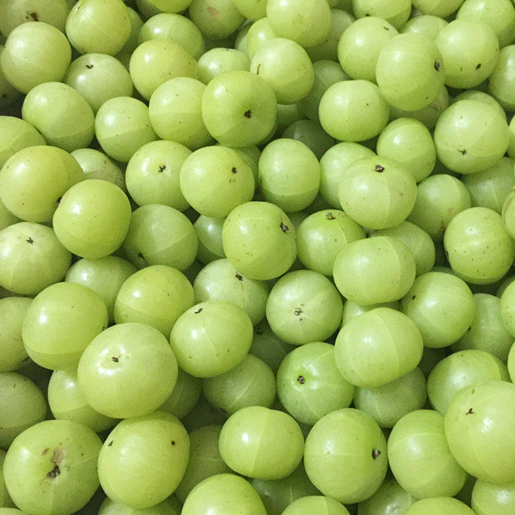 现摘潮汕新鲜油甘500g牛甘果余油柑橄榄孕妇其它